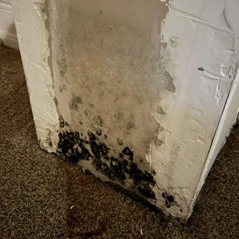Professional Mold Removal in Folly Beach, SC